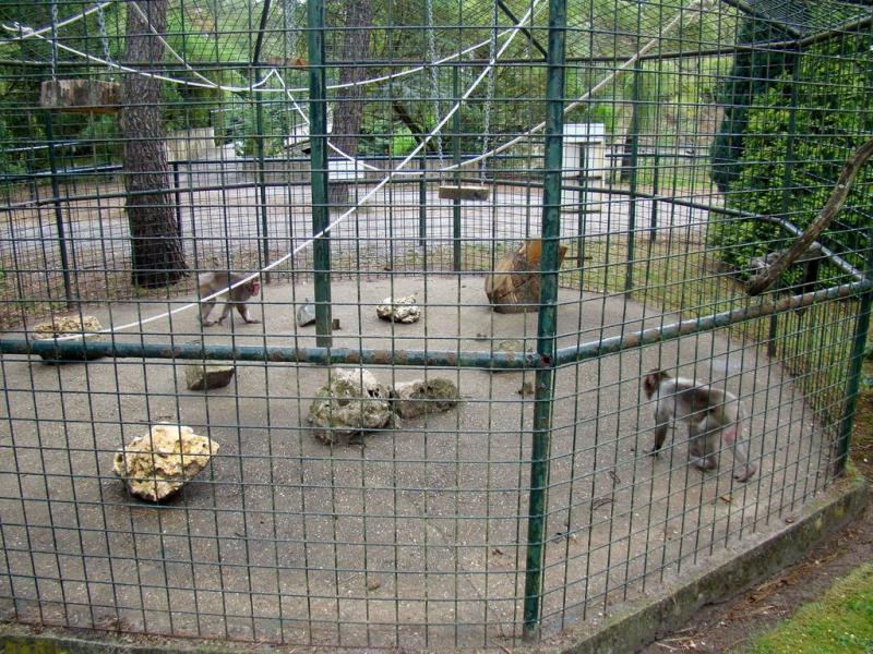 Macaque de Barbarie