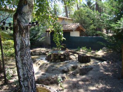 Chien viverin - 2011