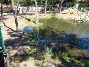 Hippopotame amphibie