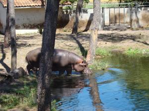 Hippopotame amphibie