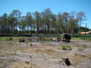 Eléphant d'Afrique