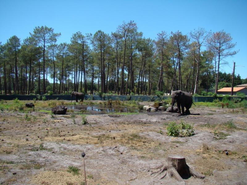 Eléphant d'Afrique