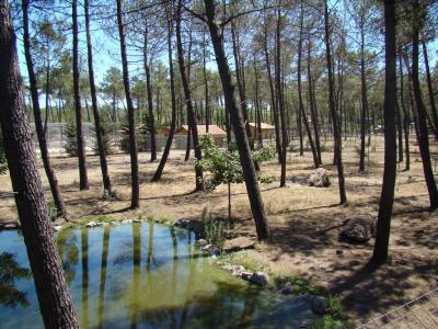 Loup de Mackenzie - 2011