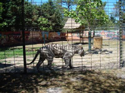 Tigre blanc - 2011