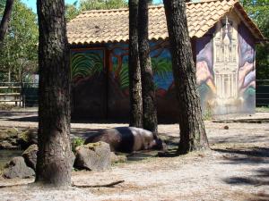Hippopotame nain