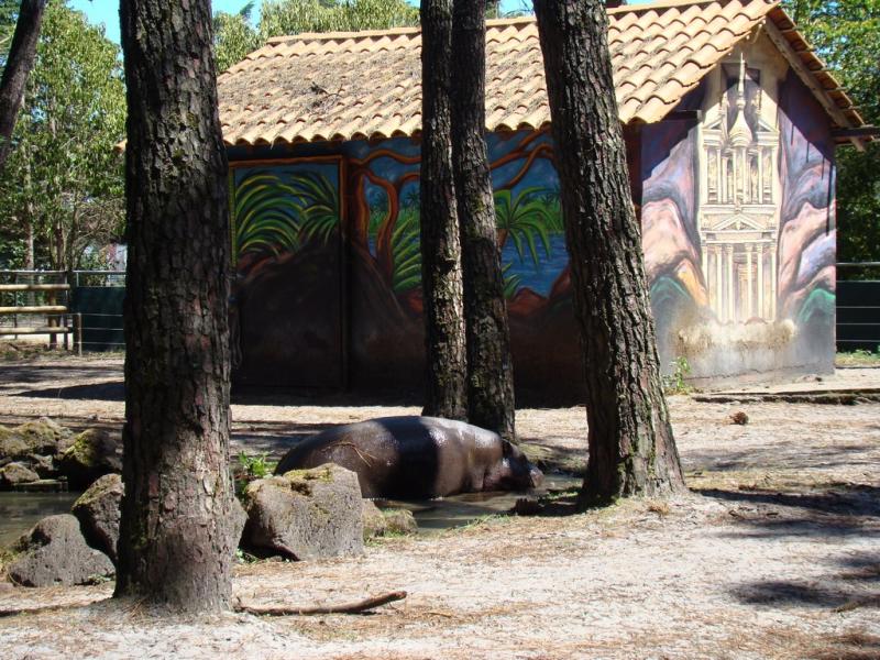 Hippopotame nain