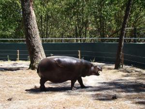 Hippopotame nain
