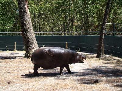 Hippopotame nain - 2011