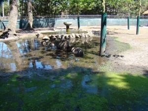 Capybara