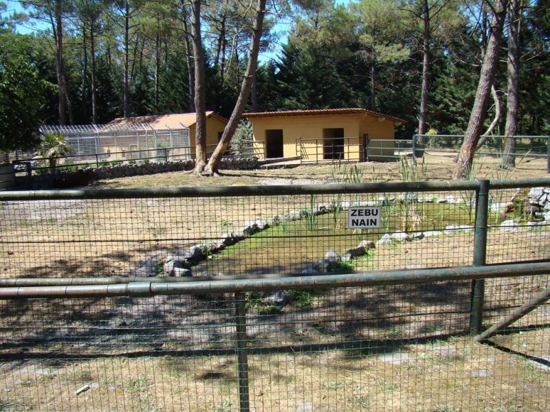 Zébu nain