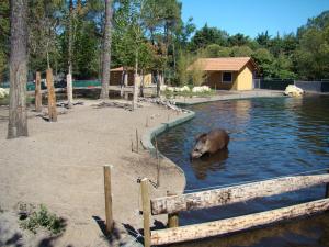 Tapir terrestre - Nandou - Capybara