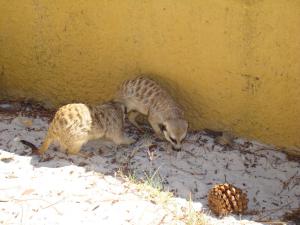 Suricate