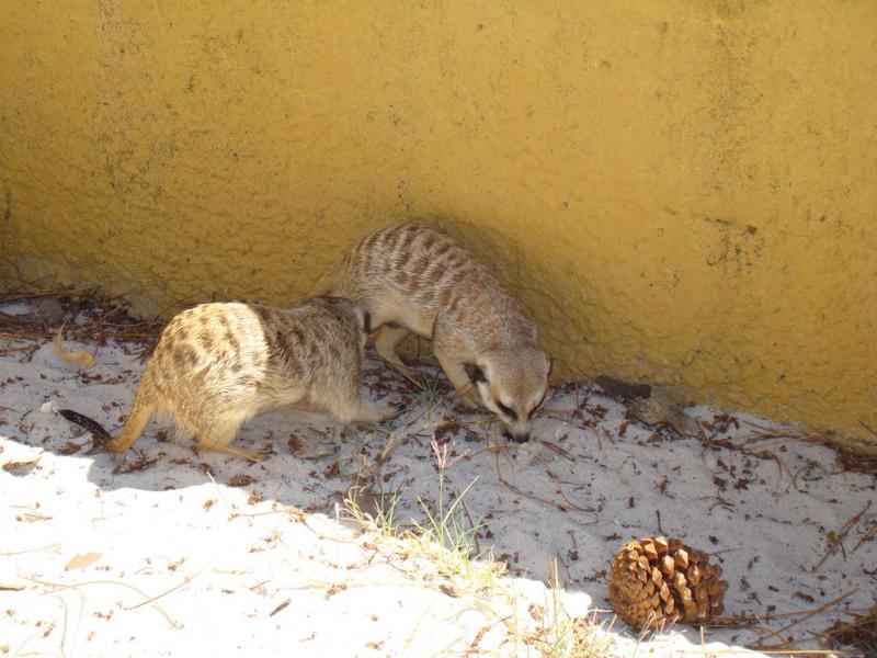 Suricate