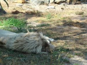 Lion blanc