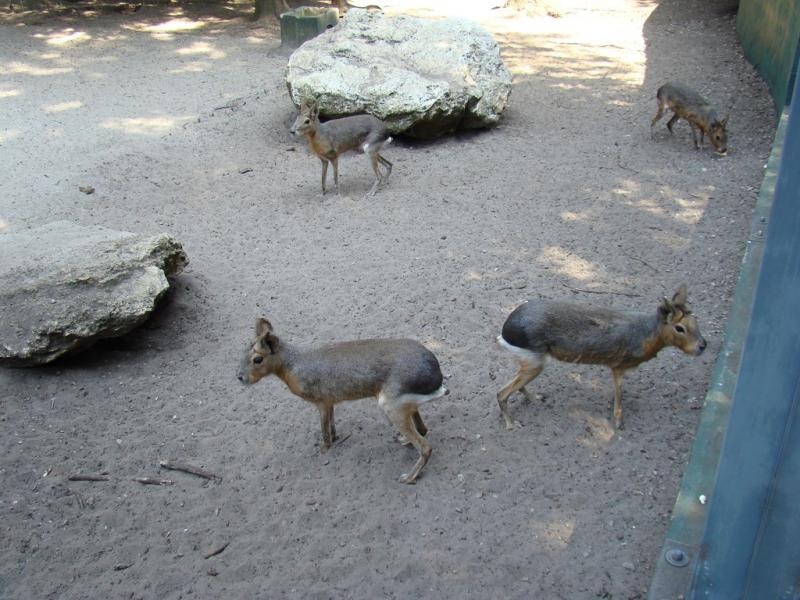 Mara