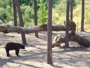 Ours noir - Ours brun