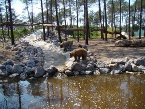 Ours noir - Ours brun