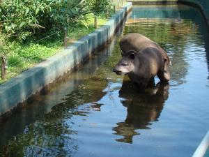 Tapir terrestre