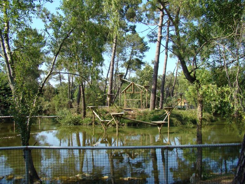 Lémur catta