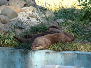 Loutre d'Asie
