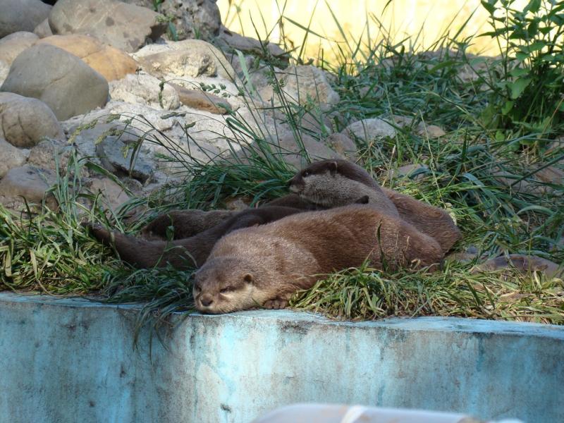 Loutre d'Asie