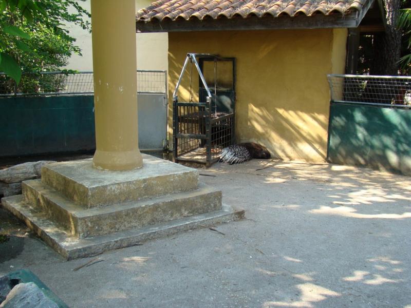 Porc-épic