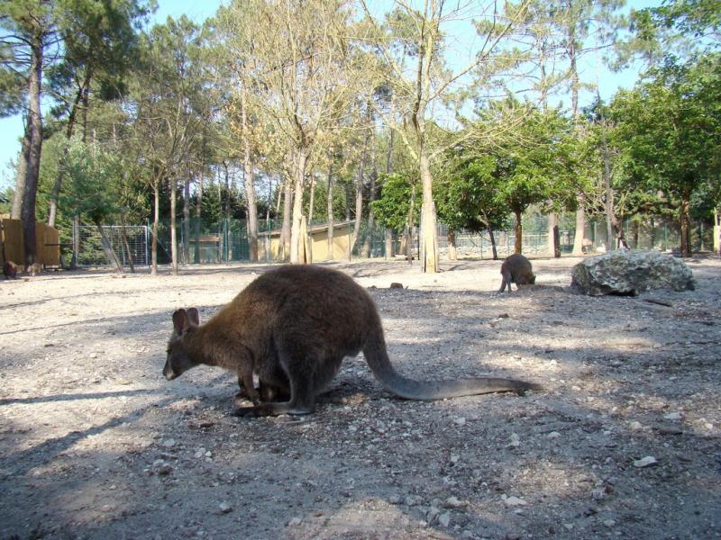 Wallaby de Bennett