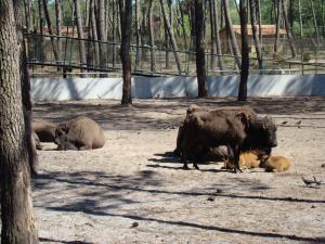 Bison d'Amérique