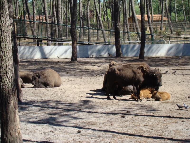Bison d'Amérique