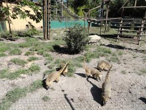 Coati roux