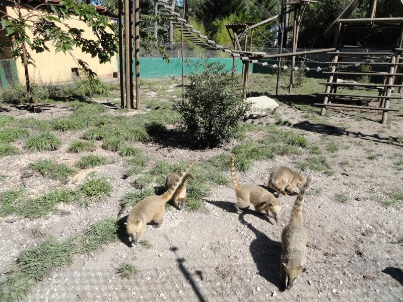 Coati roux