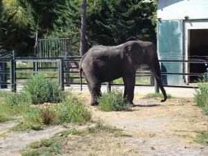 Eléphant d'Afrique