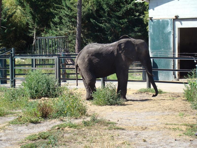 Eléphant d'Afrique