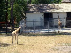 Girafe