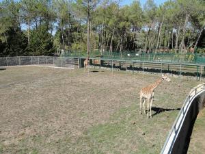 Girafe