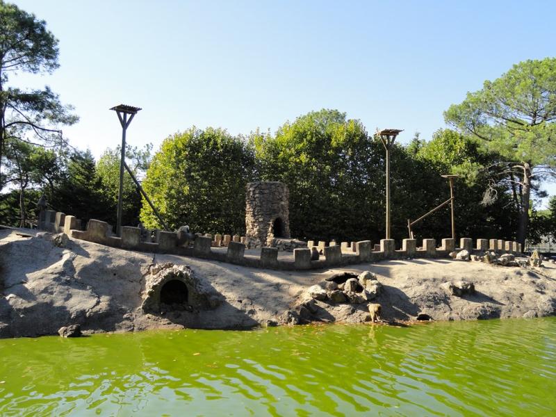 Hamadryas