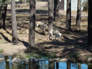 Loup de Mackenzie