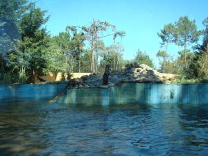 Loutre d'Asie