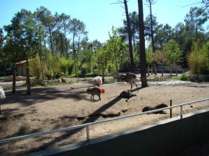 Tapir terrestre - Nandou - Capybara