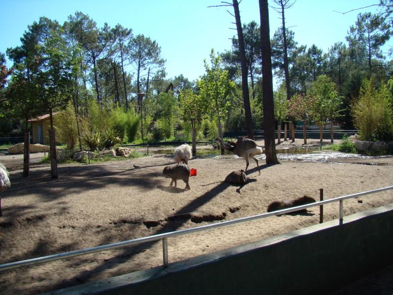 Tapir terrestre - Nandou - Capybara