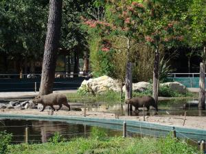 Tapir terrestre - Nandou - Capybara