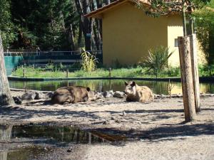 Tapir terrestre