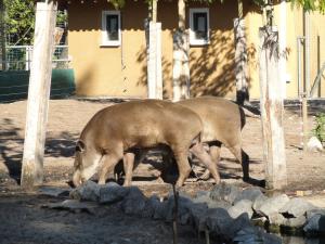 Tapir terrestre