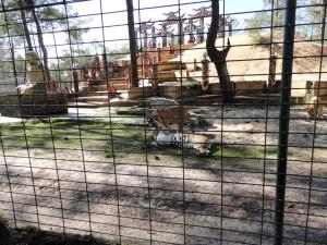 Tigre