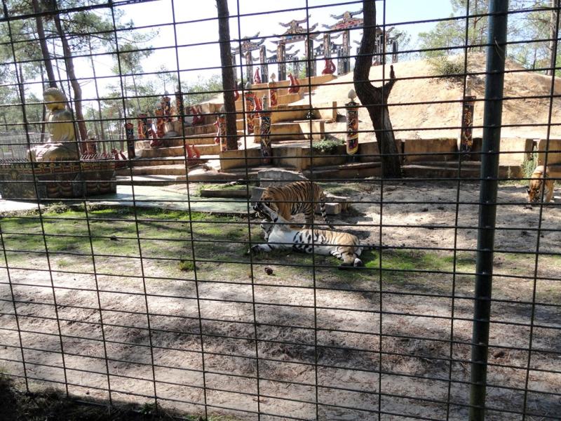 Tigre