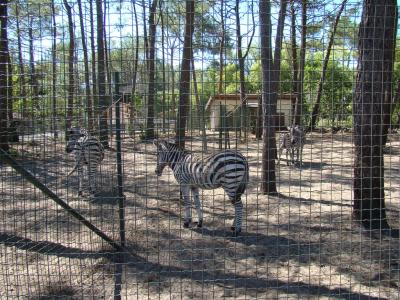 Zèbre de Grant - 2011