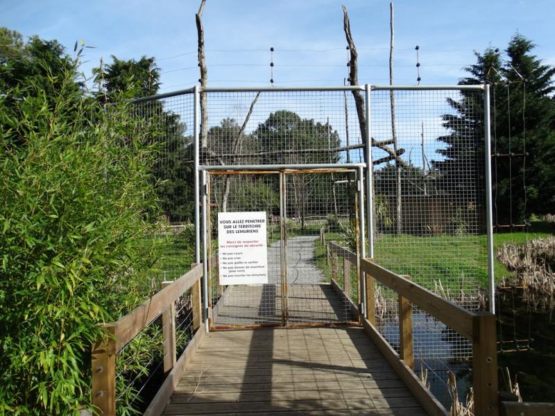 Lémuriens