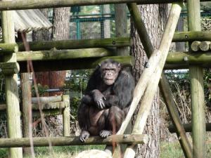 Chimpanzé