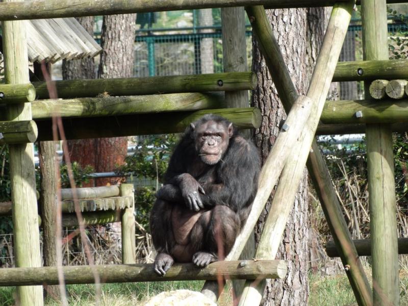 Chimpanzé