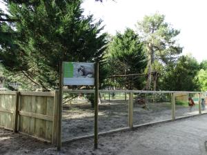 Coati roux